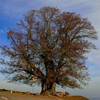 Herbstlinde