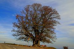 Herbstlinde