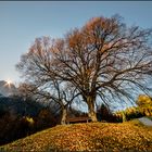 Herbstlinde Grainau