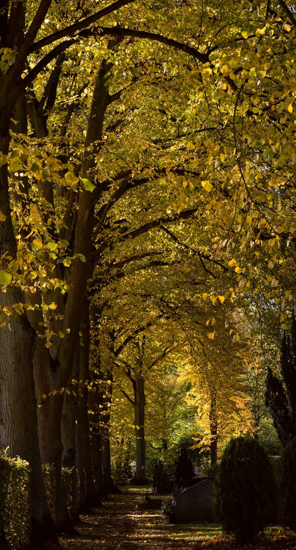 Herbstlinden Kathedrale 