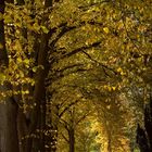 Herbstlinden Kathedrale 