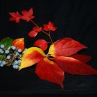 Herbstlisches Farben