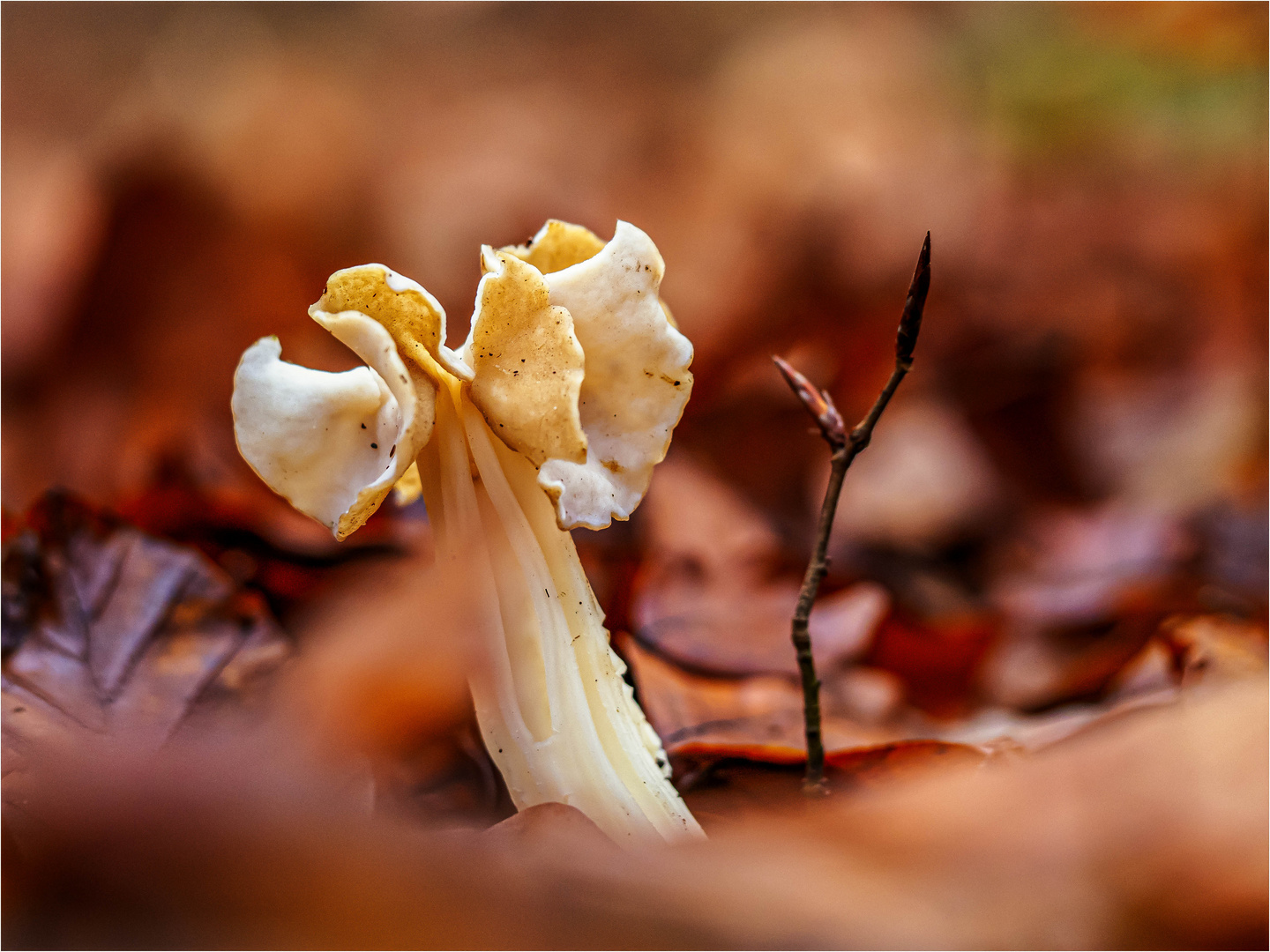 Herbstlorchel