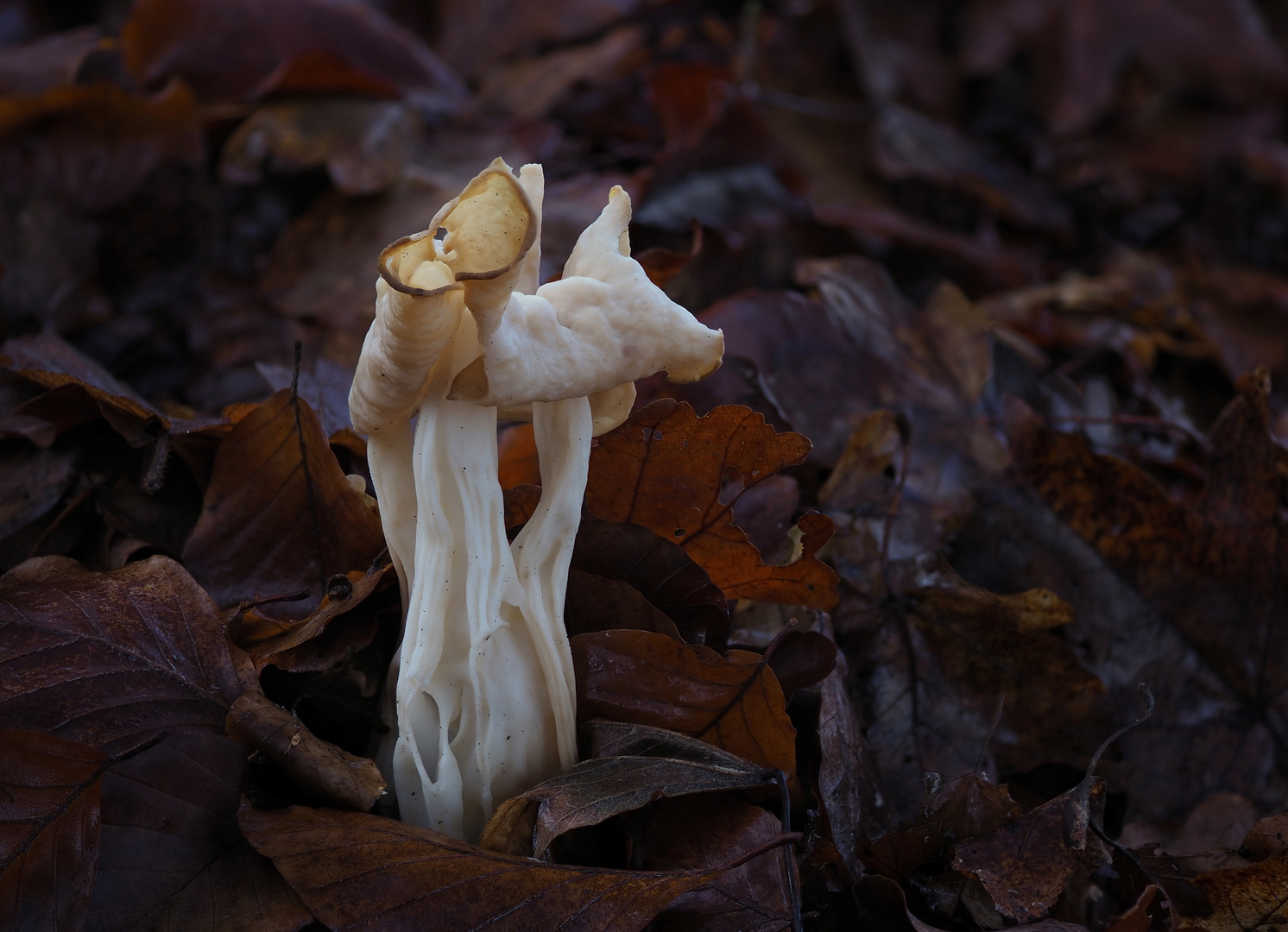 Herbstlorchel