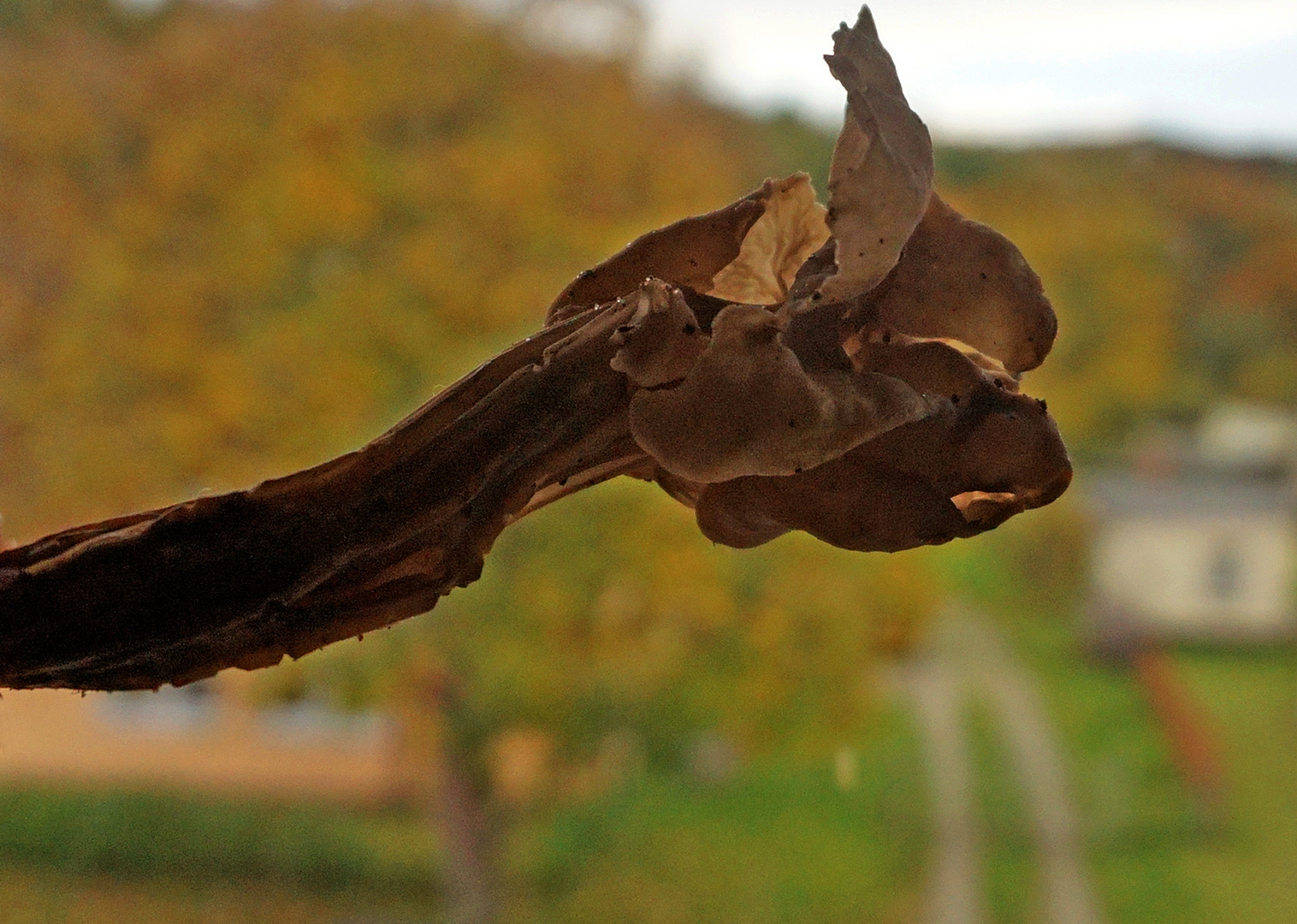 Herbstlorchel am Fenster