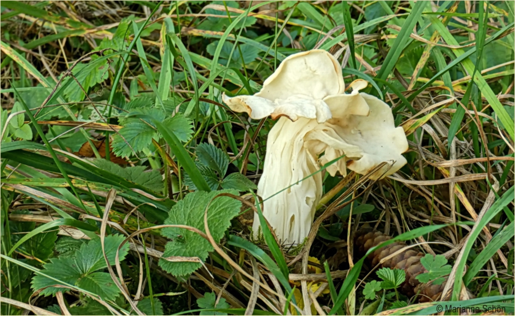 ...Herbstlorchel ...Helvella crispa....