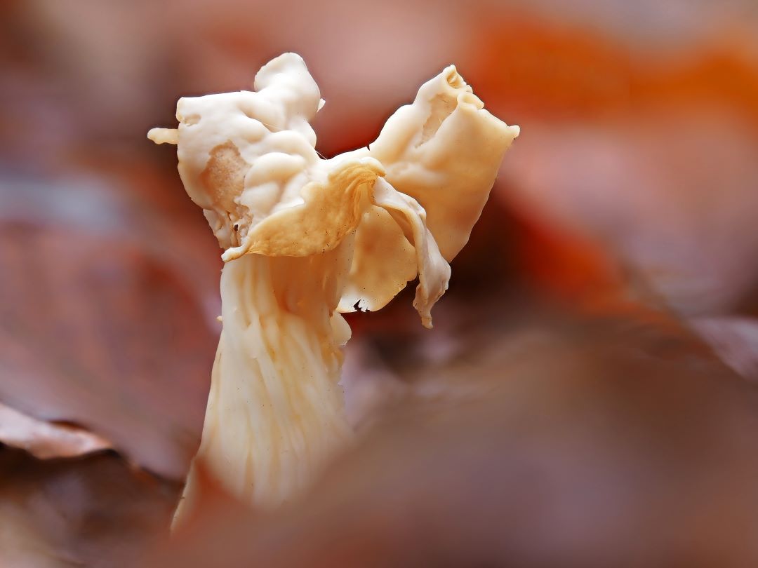 Herbstlorchel, Helvella crispa