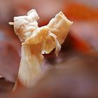 Herbstlorchel, Helvella crispa