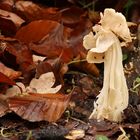 Herbstlorchel - Helvella Crispa