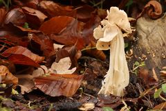 Herbstlorchel - Helvella Crispa