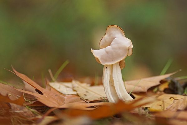 Herbstlorchel (Helvella crispa)