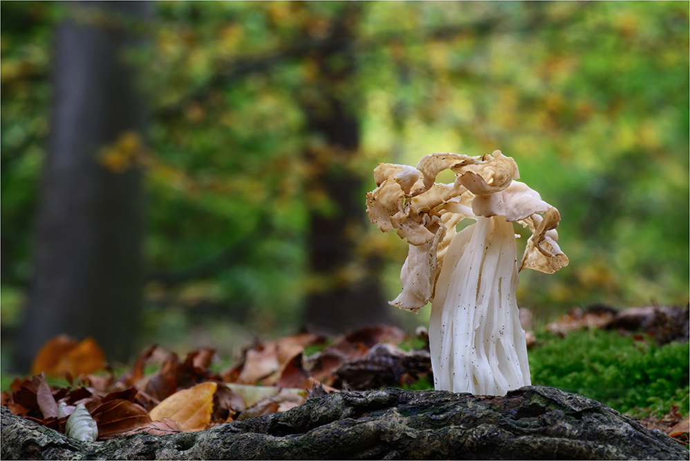 Herbstlorchel (Helvella crispa)