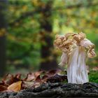 Herbstlorchel (Helvella crispa)