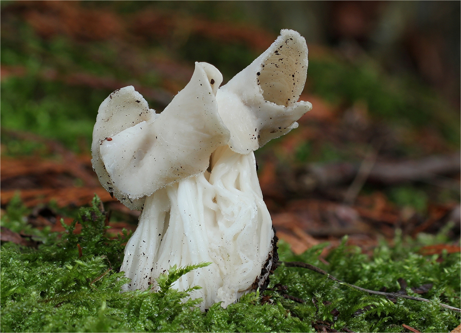 herbstlorchel ( helvella crispa )