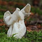 herbstlorchel ( helvella crispa )