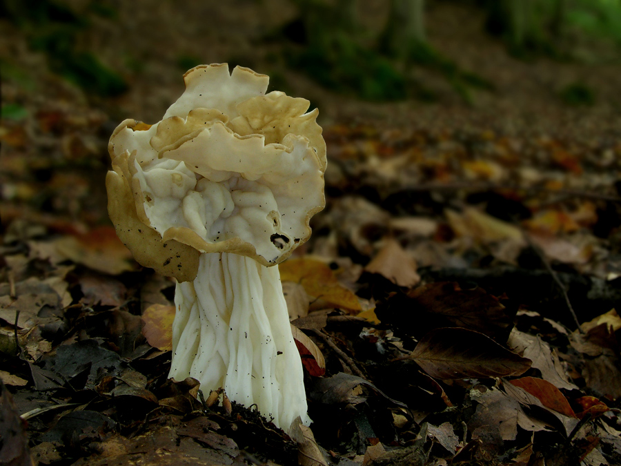 Herbstlorchel (Helvella crispa)