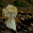 Herbstlorchel (Helvella crispa)