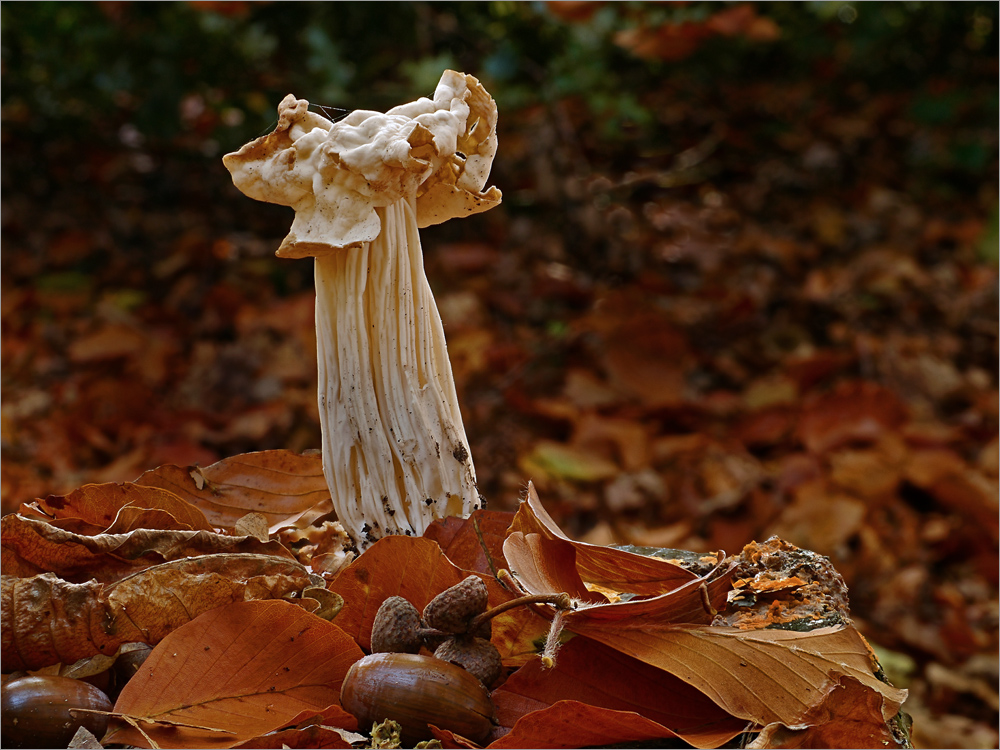 Herbstlorchel II