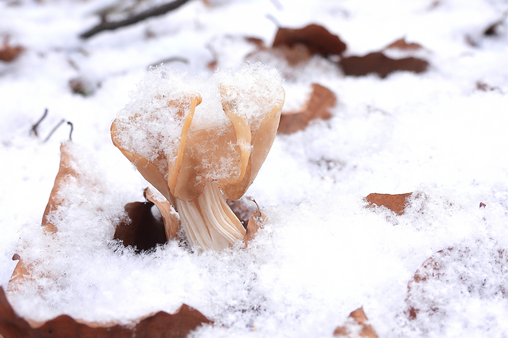 Herbstlorchel im Schnee