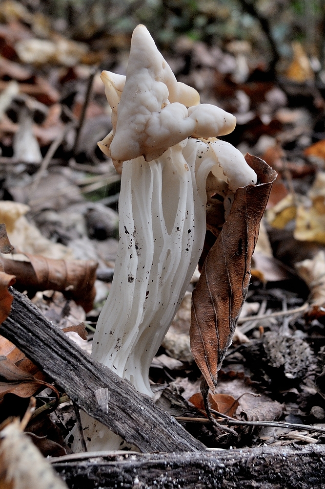 Herbstlorchel mit Schutzschild