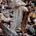 Herbstlorchel mit Schutzschild