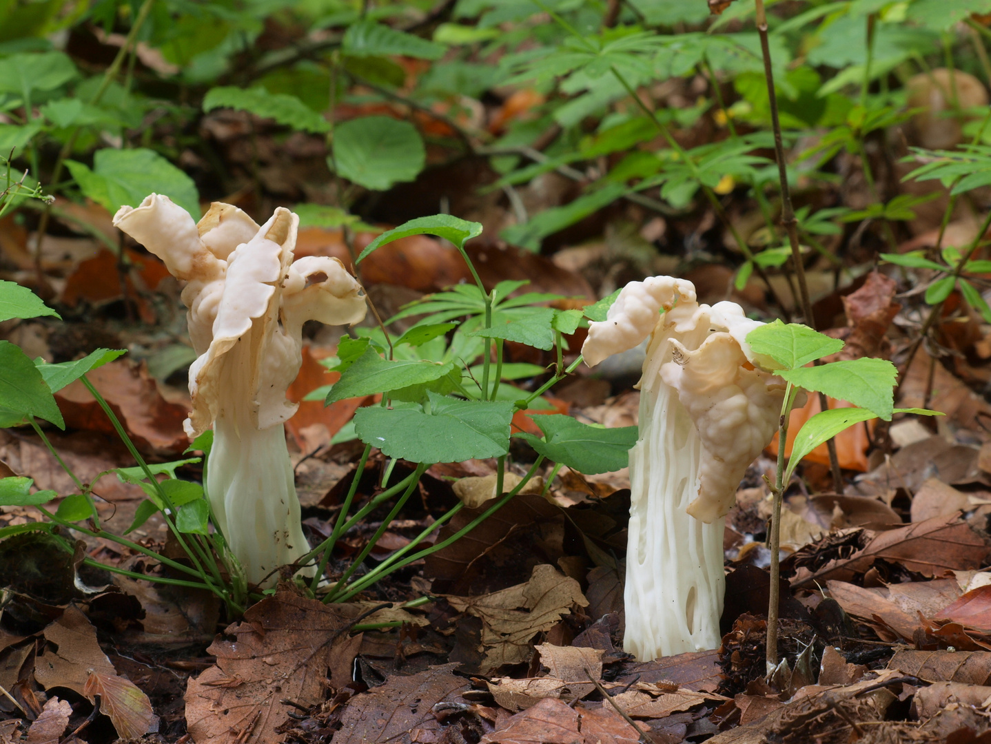 Herbstlorcheln, Helvella crispa