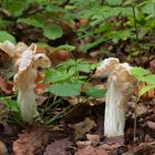 Herbstlorcheln, Helvella crispa