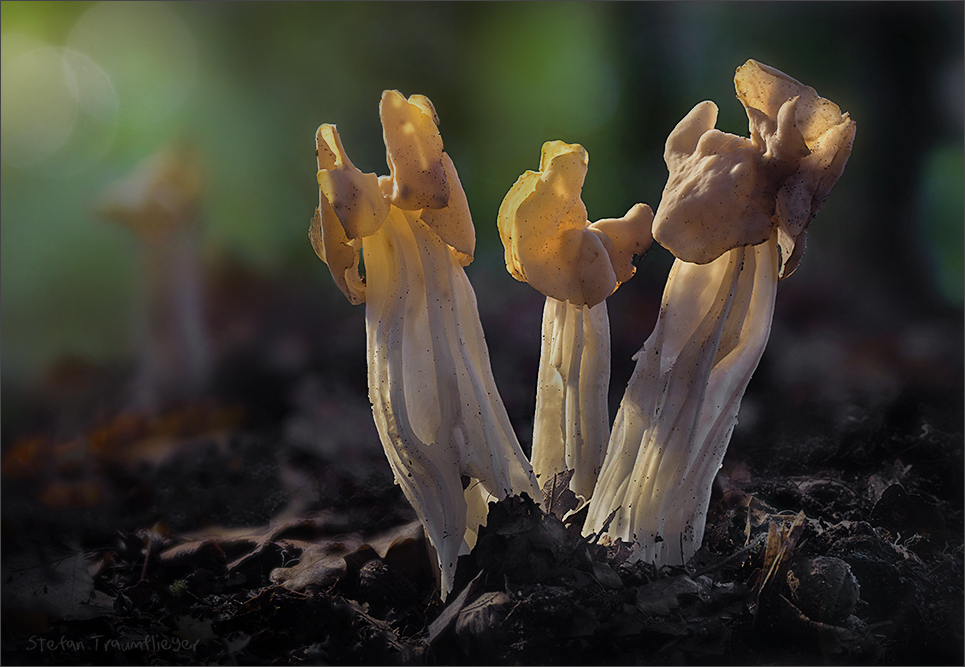 Herbstlorcheln im Sachsenwald