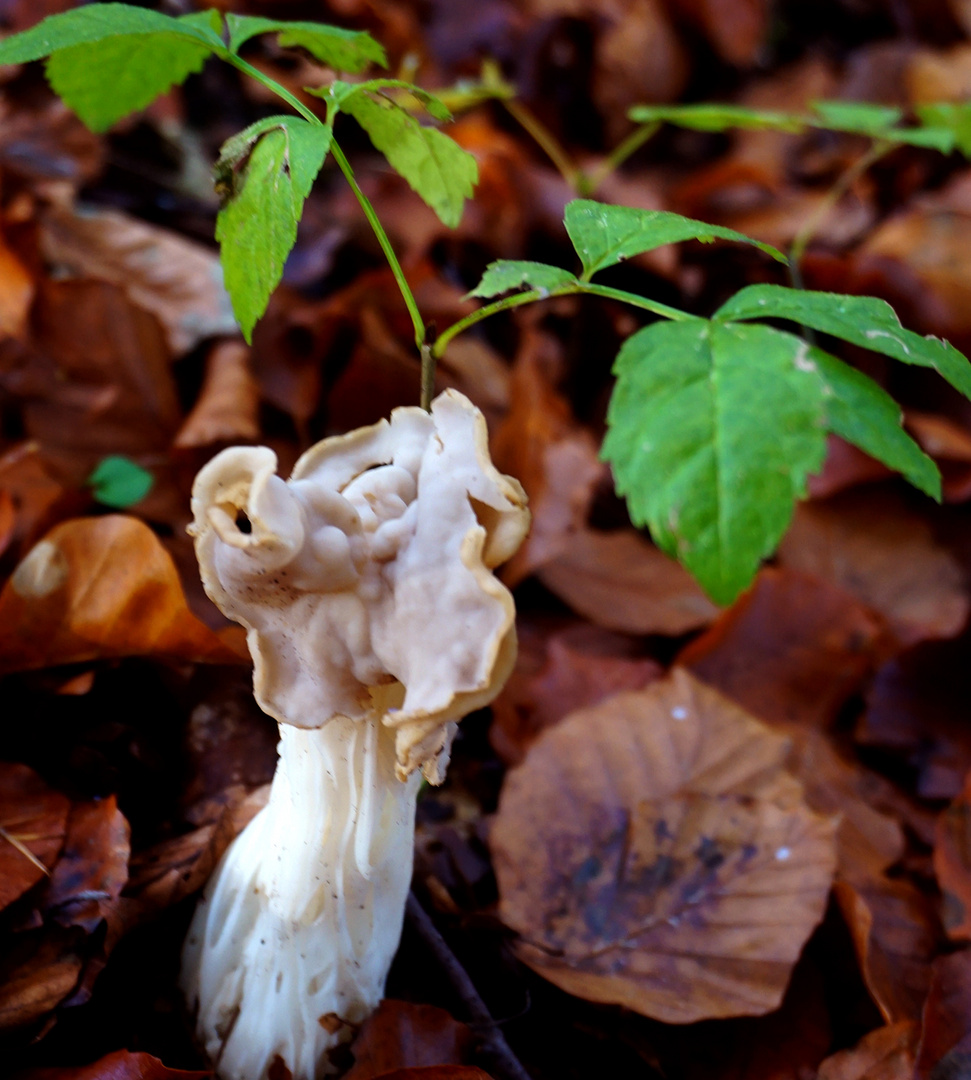 Herbstlorchels Schutzschild