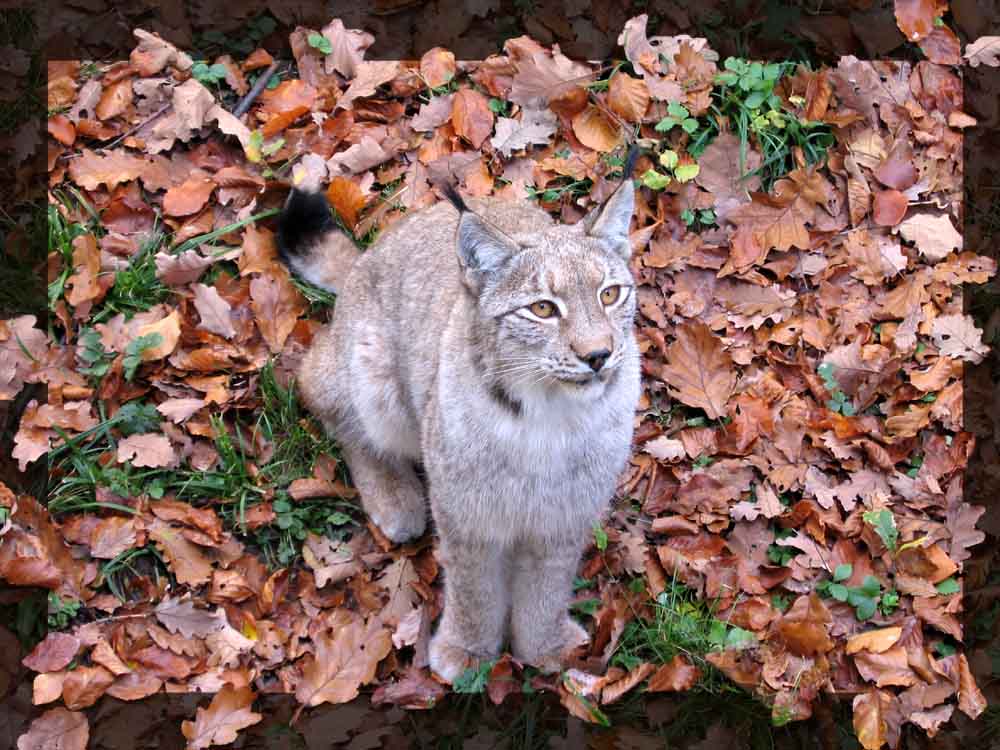 Herbstluchs