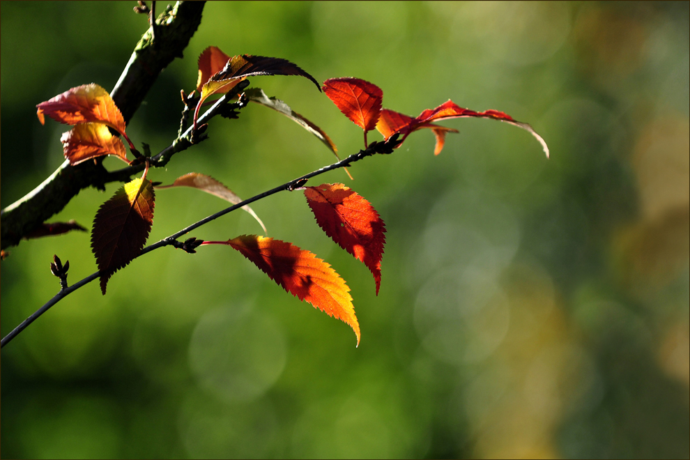 Herbstlüftchen