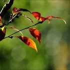 Herbstlüftchen