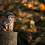 Herbstmännchen