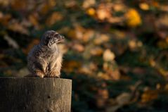 Herbstmännchen