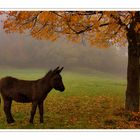 Herbstmärchen