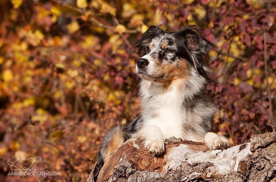 Herbstmäuschen