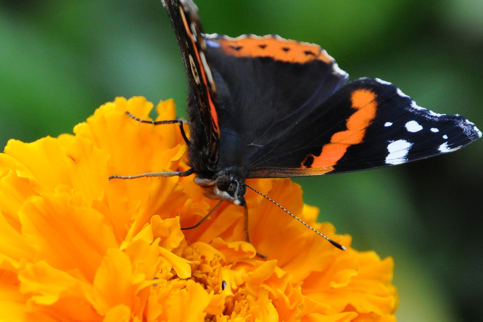 Herbstmahl auf der Tagetes