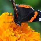 Herbstmahl auf der Tagetes