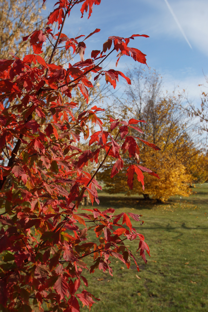 Herbstmalerei