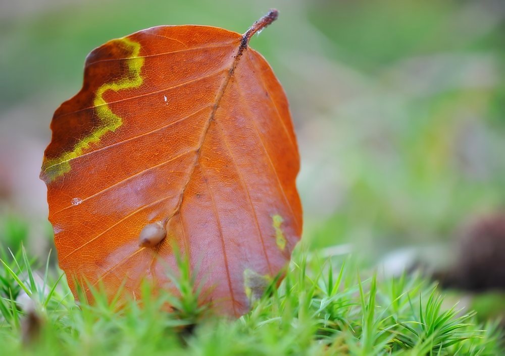 Herbstmalerei