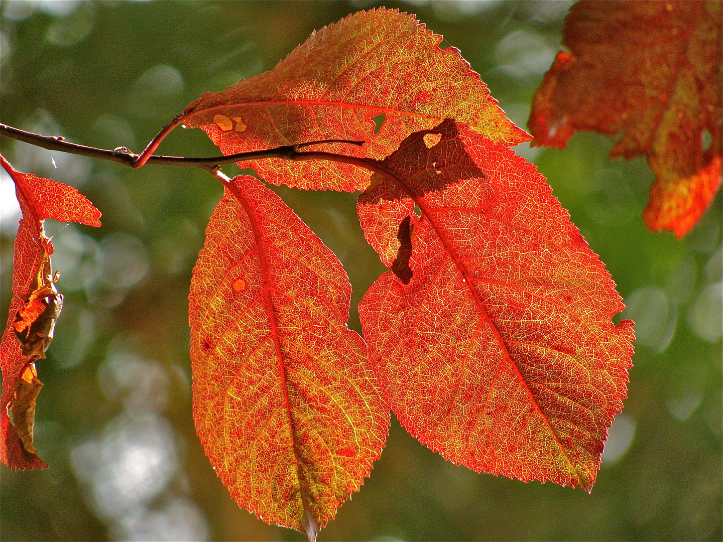 ...HERBSTMALEREI !!!..