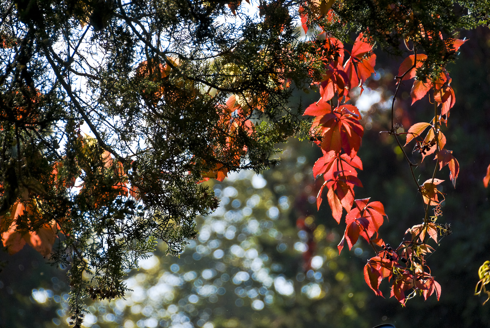 Herbstmalerei