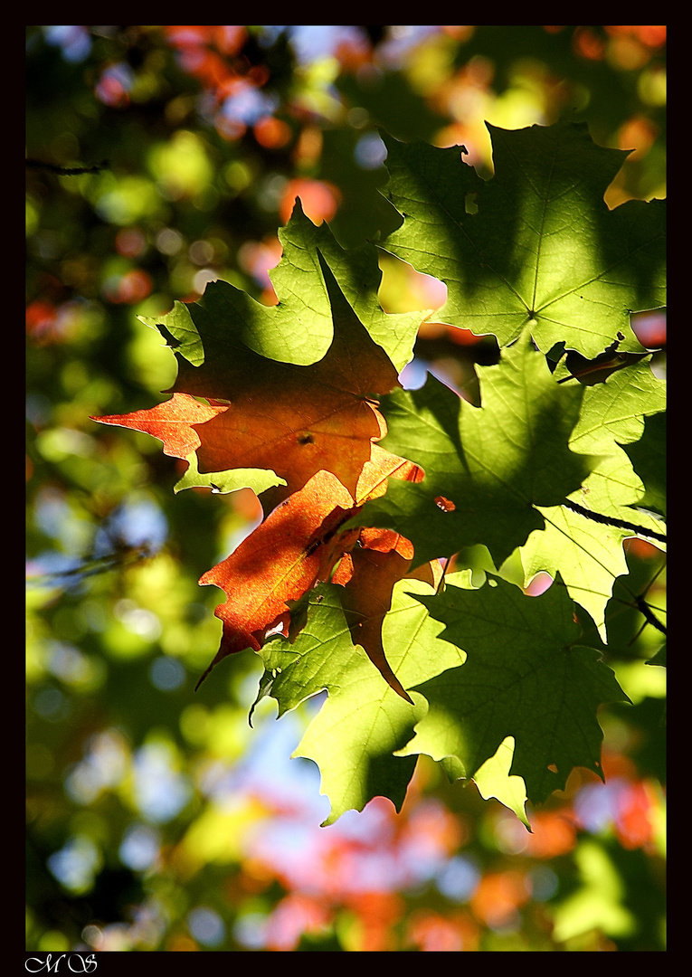 Herbstmalerei