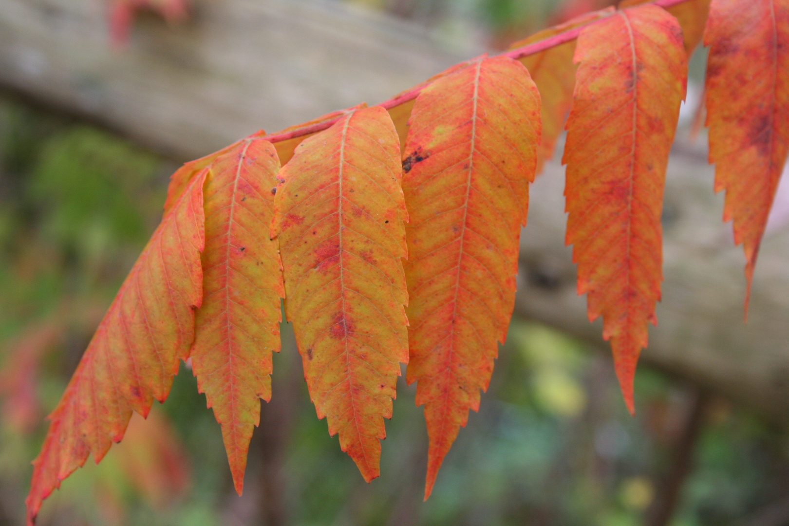 *Herbstmalerei*