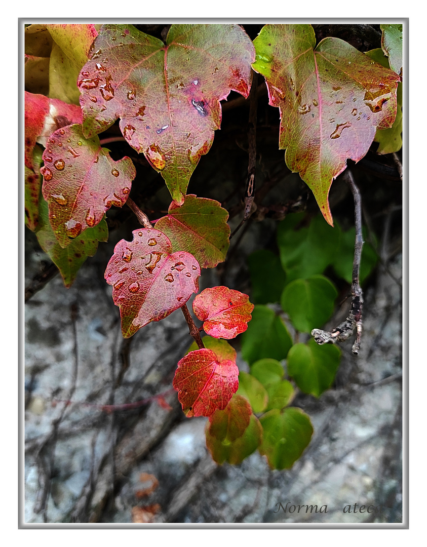 Herbstmalerei 