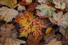Herbstmalerei der Natur