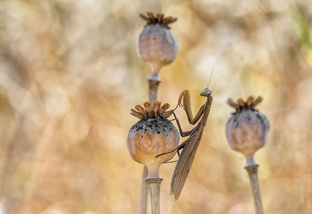 Herbstmantis