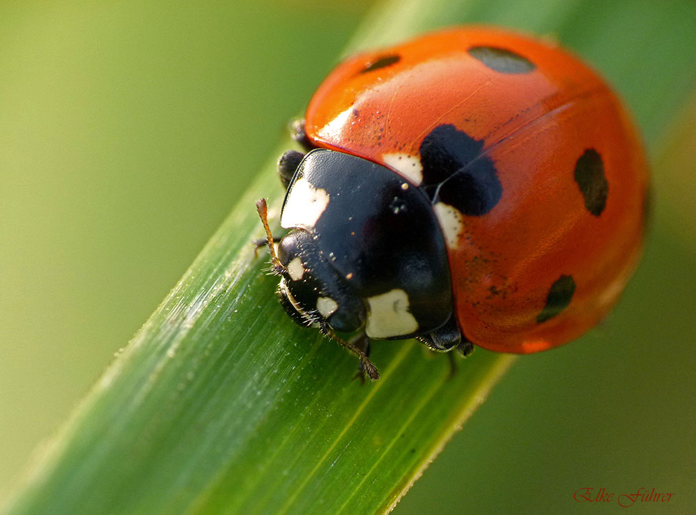 Herbstmariechen