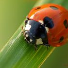 Herbstmariechen