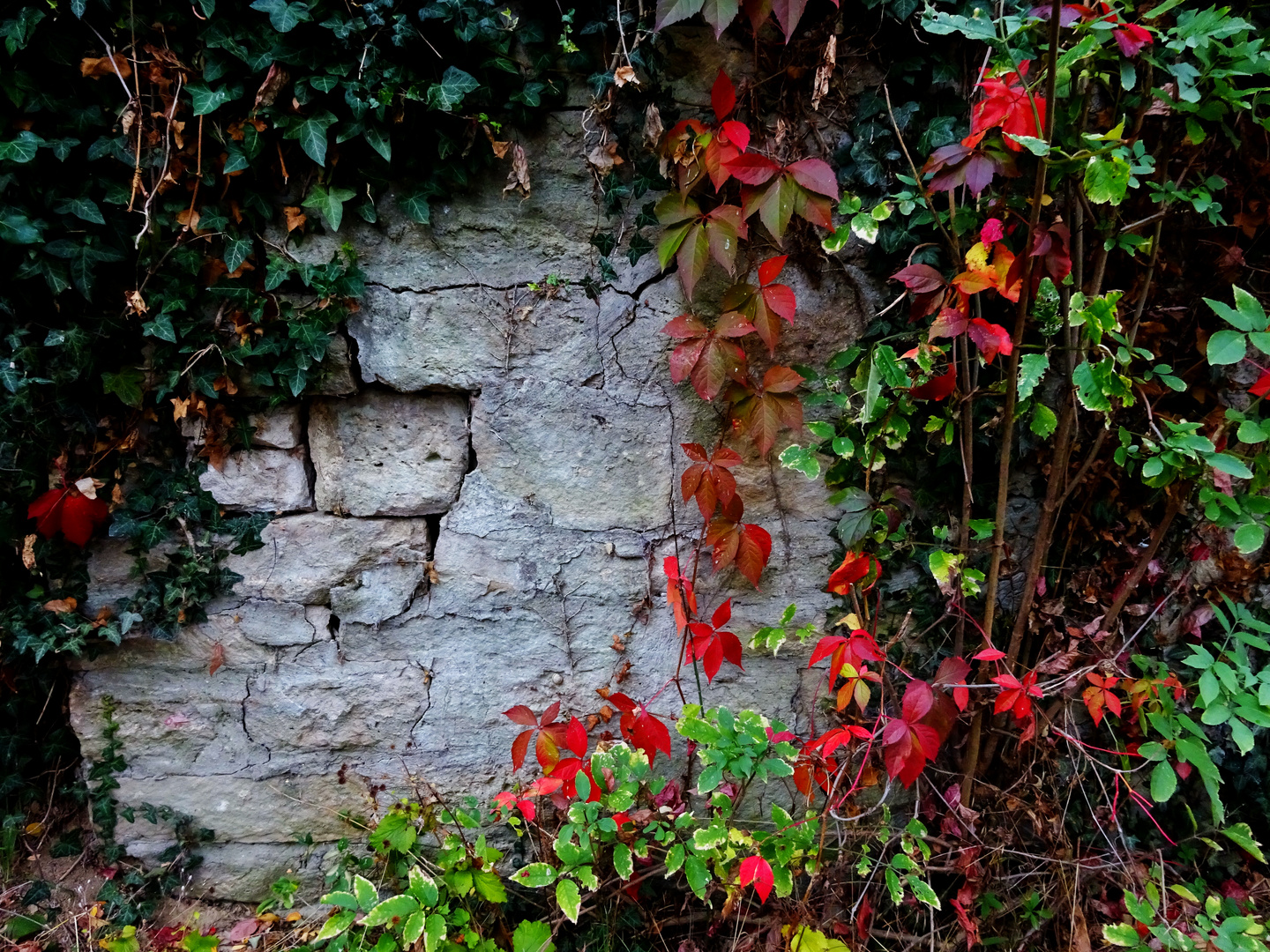 Herbstmauer